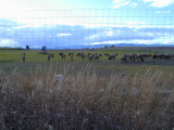 Elk Farm near Kalispell