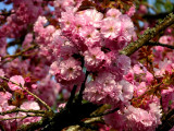 <strong>Cerisier du Japon / Prunus serrulata</strong>
