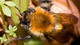 Bumble Bee - Common Carder Bee