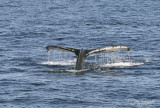 Humpback Whale