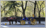 Horse and Carriage Central Park