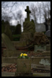 St-marys-primroses.jpg