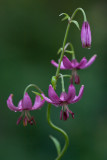  Martagon - Turks cap lily Lilia zlotoglow (Lilium martagon) 