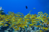 IMG_5243pb.jpg