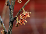 Vernal Witch Hazel