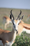 Steenbok - Etosha N.P.