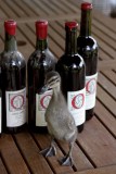 let me tell you about this wine! quack!