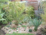 Succulents bed with Butia capitata