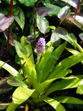 Aechmea cylindrata