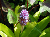 Aechmea cylindrata