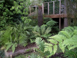 Blechnum magellanicum , Cyathea australis (Aug 08)