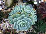 Echeveria elegans