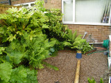 Shady corner right of conservatory Jun 09
