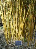 Phyllostachys aureosulcata f.spectabilis