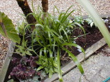 Billbergia nutans