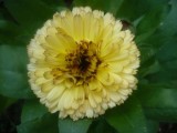 Calendula