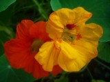 Nasturtium