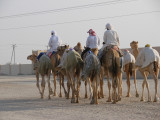 Camel Trainer