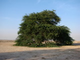 Desert Tree