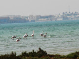 Flamingos in Alkhor Beach