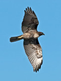 Red-tailed Hawk _B235218.jpg