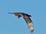 Red-tailed Hawk _B235237.jpg