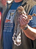 Hawk Handler _A044871.jpg