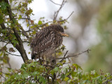 juvenile Black-crown Night Heron_5047129.jpg