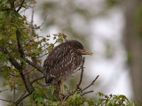 juvenile Black-crownd Night Heron _5047142.jpg