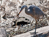 Great Blue Heron _3067847.jpg