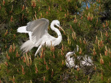 Great Egret _3188966.jpg
