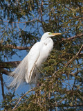 Great Egret _3189027.jpg