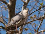 Black-crowned Night Heron _3229502.jpg