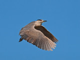 Black-crowned Night Heron _3229713.jpg