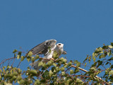 White-tailed kites _4230846.jpg