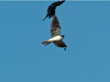 Kite   and Crow _A212330.jpg