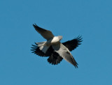 Kite  and Crow _A212332.jpg