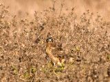 Northern Harrier _A242852.jpg