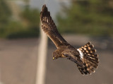 Northern Harrier _A242859.jpg