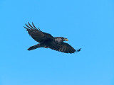 American Crow _B023126.jpg