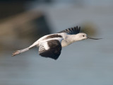 Avocet _B023154.jpg