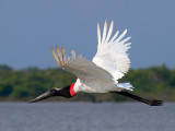 Jabiru _6015055-01.jpg