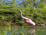 Spoonbill _1134542.jpg