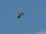 Belted Kingfisher PC072918c.jpg