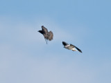 Crows  Kites _3157644.jpg