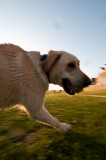 dog's playing by the lake