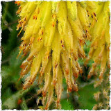 aloe flowers.jpg