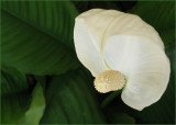 Peace Lily