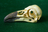 Valley Anatomicals skull replica