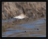 Western Wood-pewee